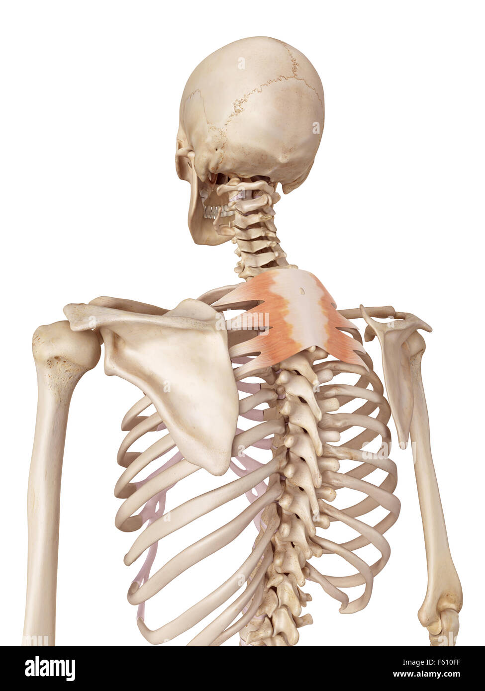 medizinische genaue Abbildung des Serratus posterior superior Stockfoto