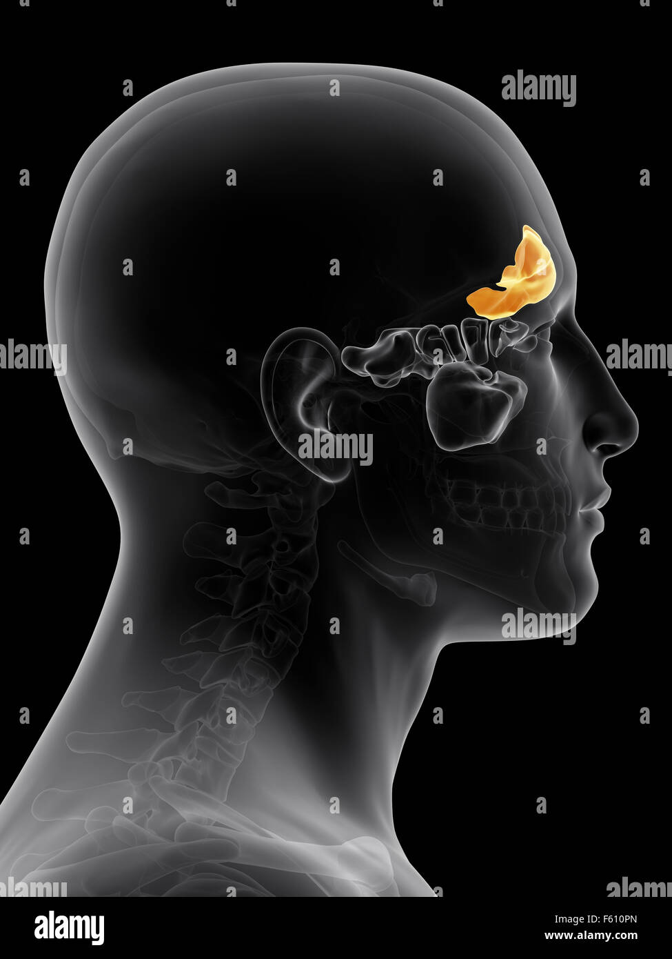 Sinus gesundheit Fotos und Bildmaterial in hoher Auflösung Alamy