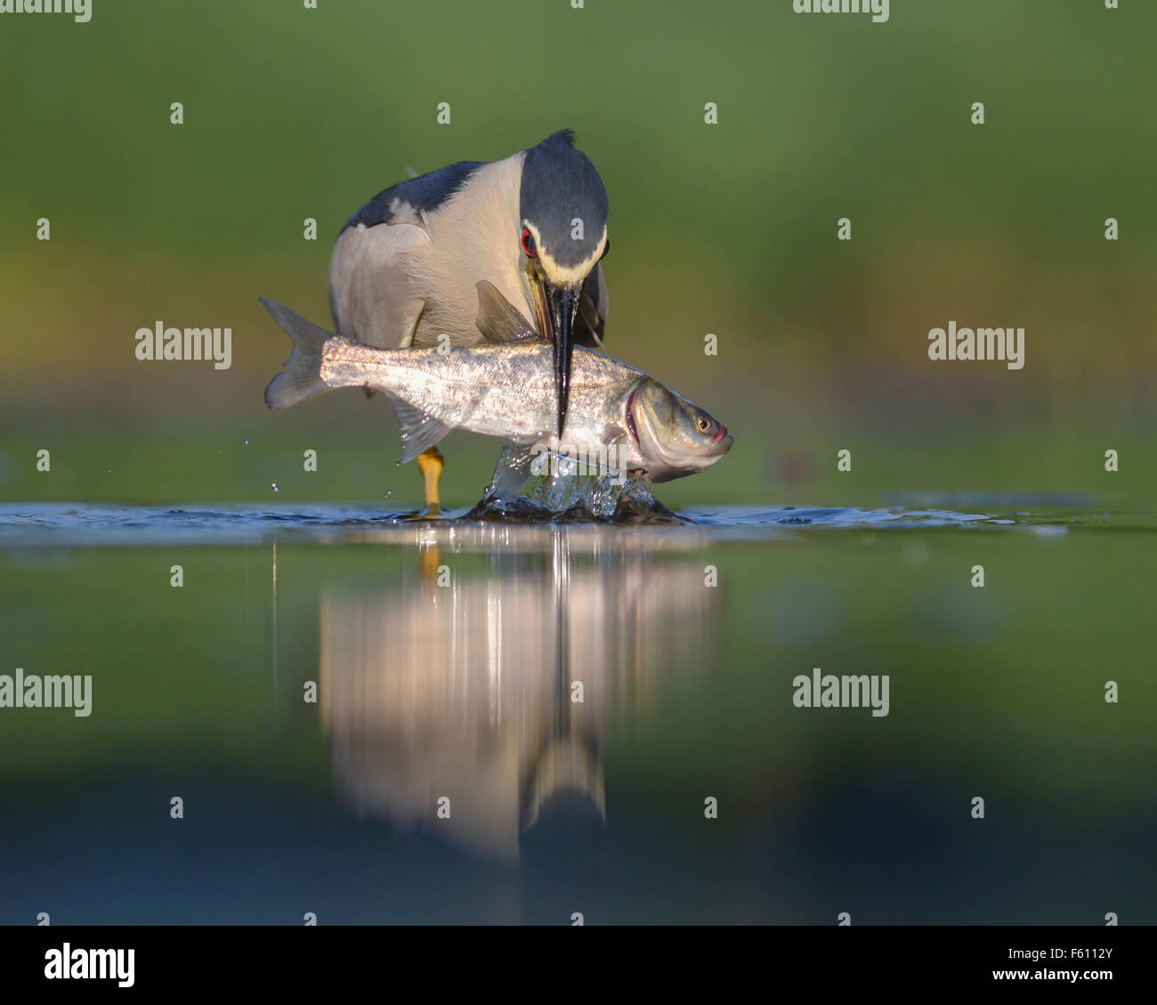 Schwarz-gekrönter Nachtreiher (Nycticorax Nycticorax), Erwachsene Reiher mit Beute, große Fische, Nationalpark Kiskunság, Ungarn Stockfoto