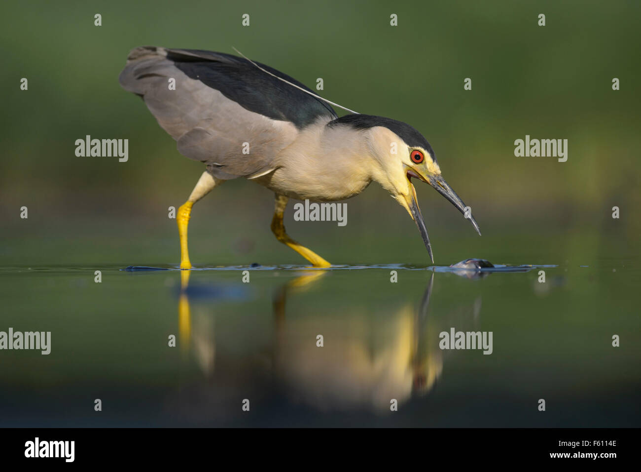 Schwarz-gekrönter Nachtreiher (Nycticorax Nycticorax), Erwachsene Reiher Angeln, Nationalpark Kiskunság, Ungarn Stockfoto