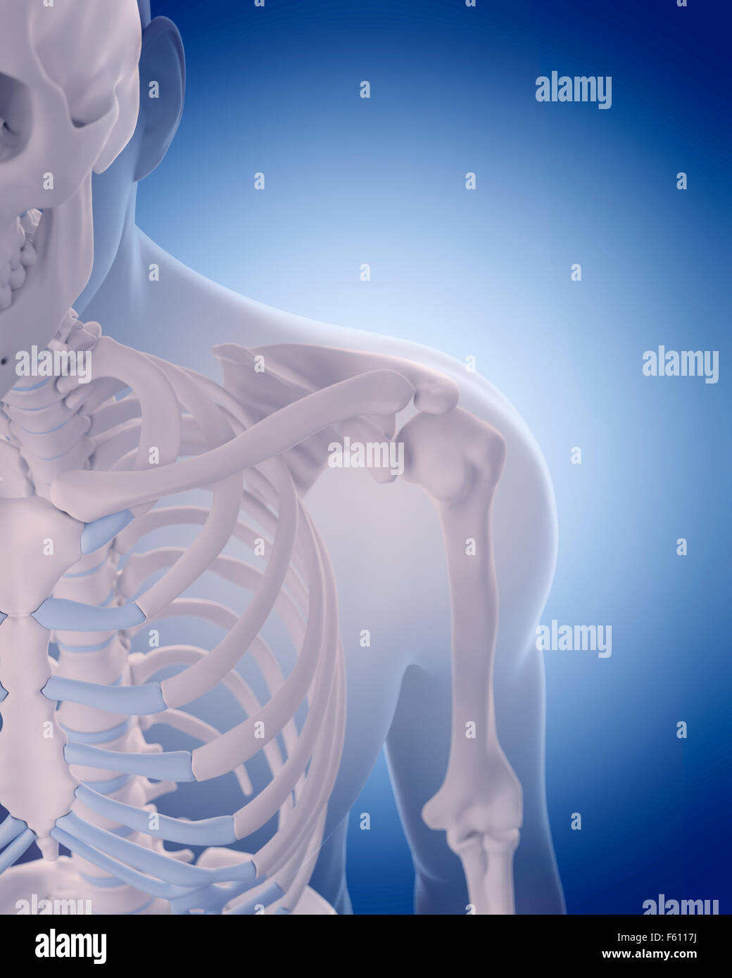 medizinisch genaue Abbildung - Knochen der Schulter Stockfoto