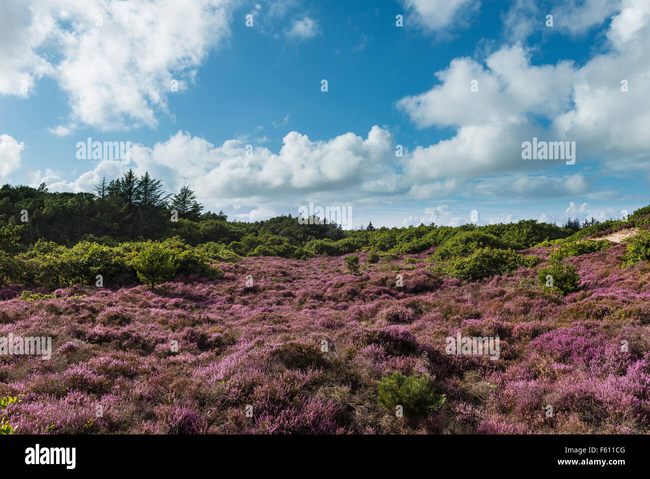 Heide mit blühenden Heidekraut (Calluna Vulgaris), Oksböl, Region of Southern Denmark, Dänemark Stockfoto