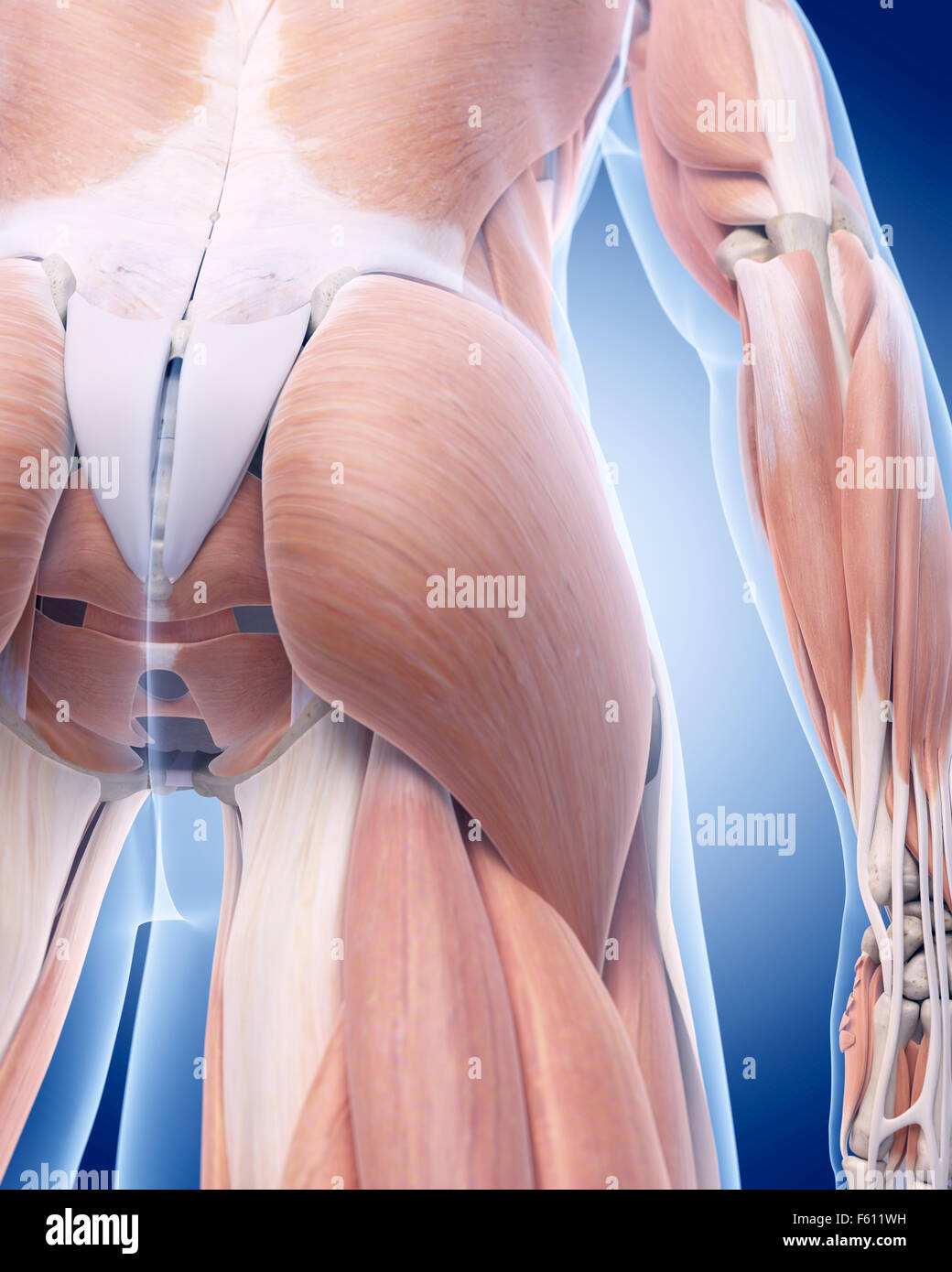 medizinisch genaue Abbildung des Muskels gluteus Stockfoto