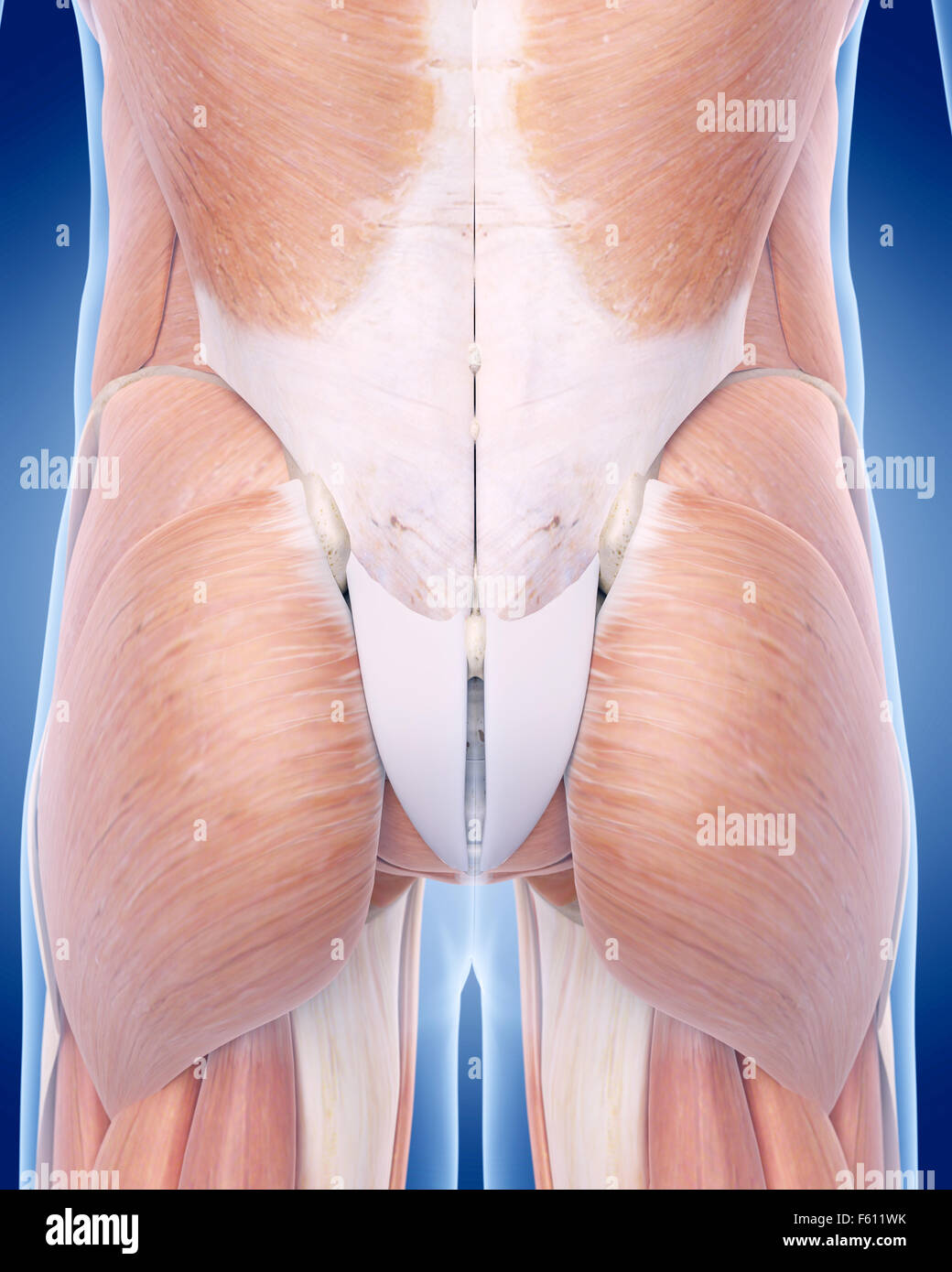medizinisch genaue Abbildung des Muskels gluteus Stockfoto