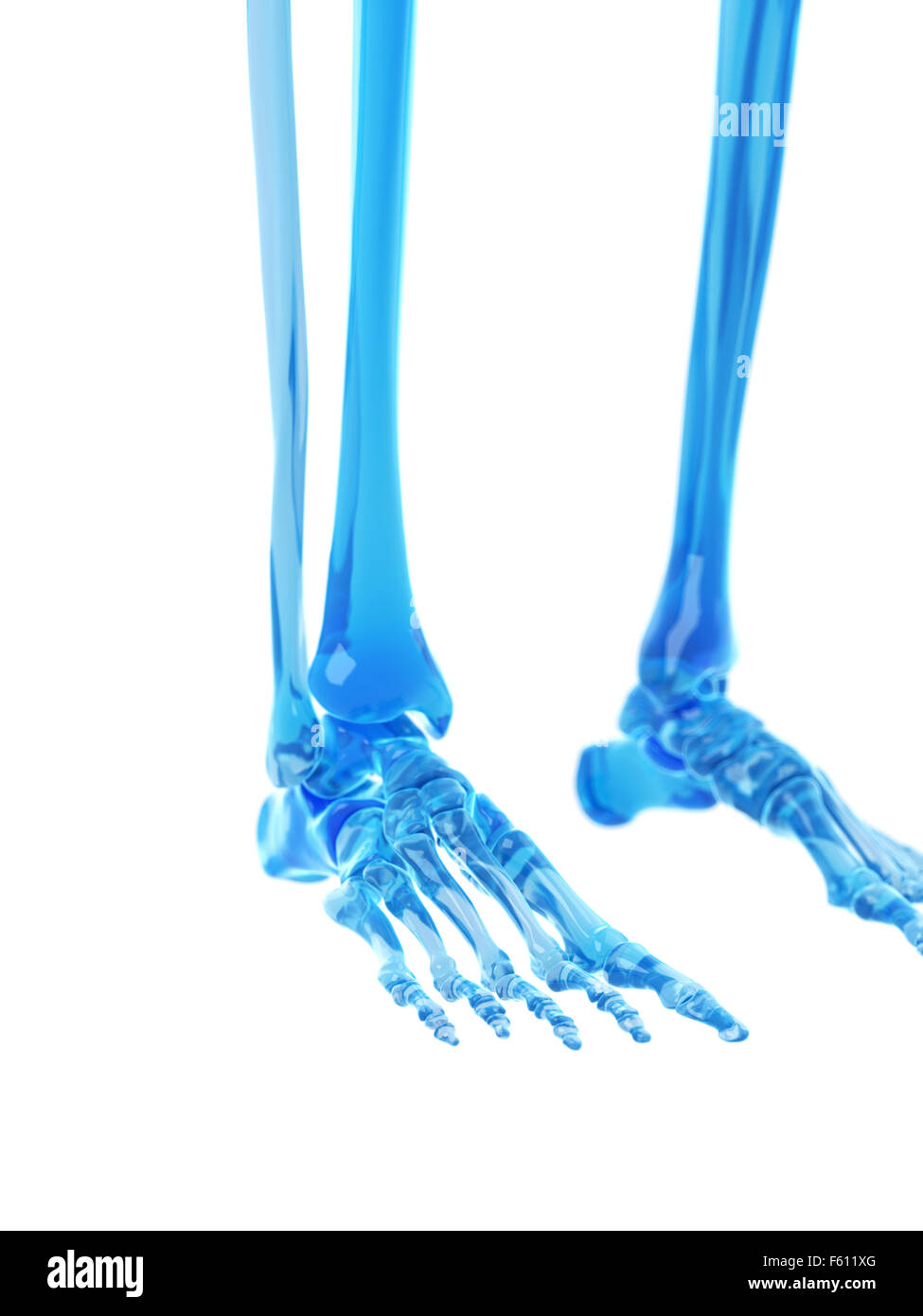 medizinisch genaue Abbildung der Fußknochen Stockfoto