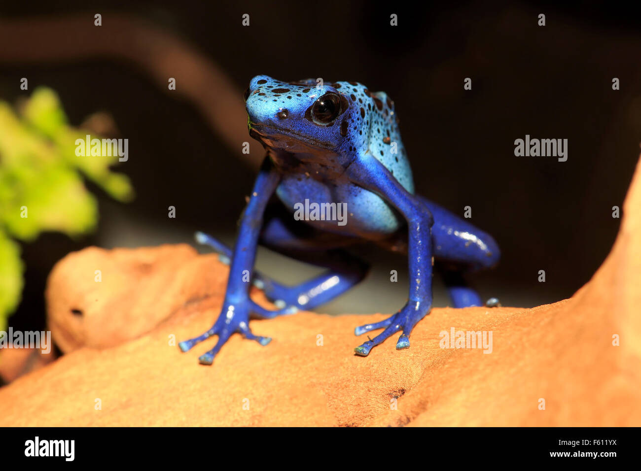 Färben, Dart Frosch oder Tinc (Dendrobates Tinctorius), Erwachsene, gefunden in Südamerika, Gefangenschaft, Deutschland Stockfoto