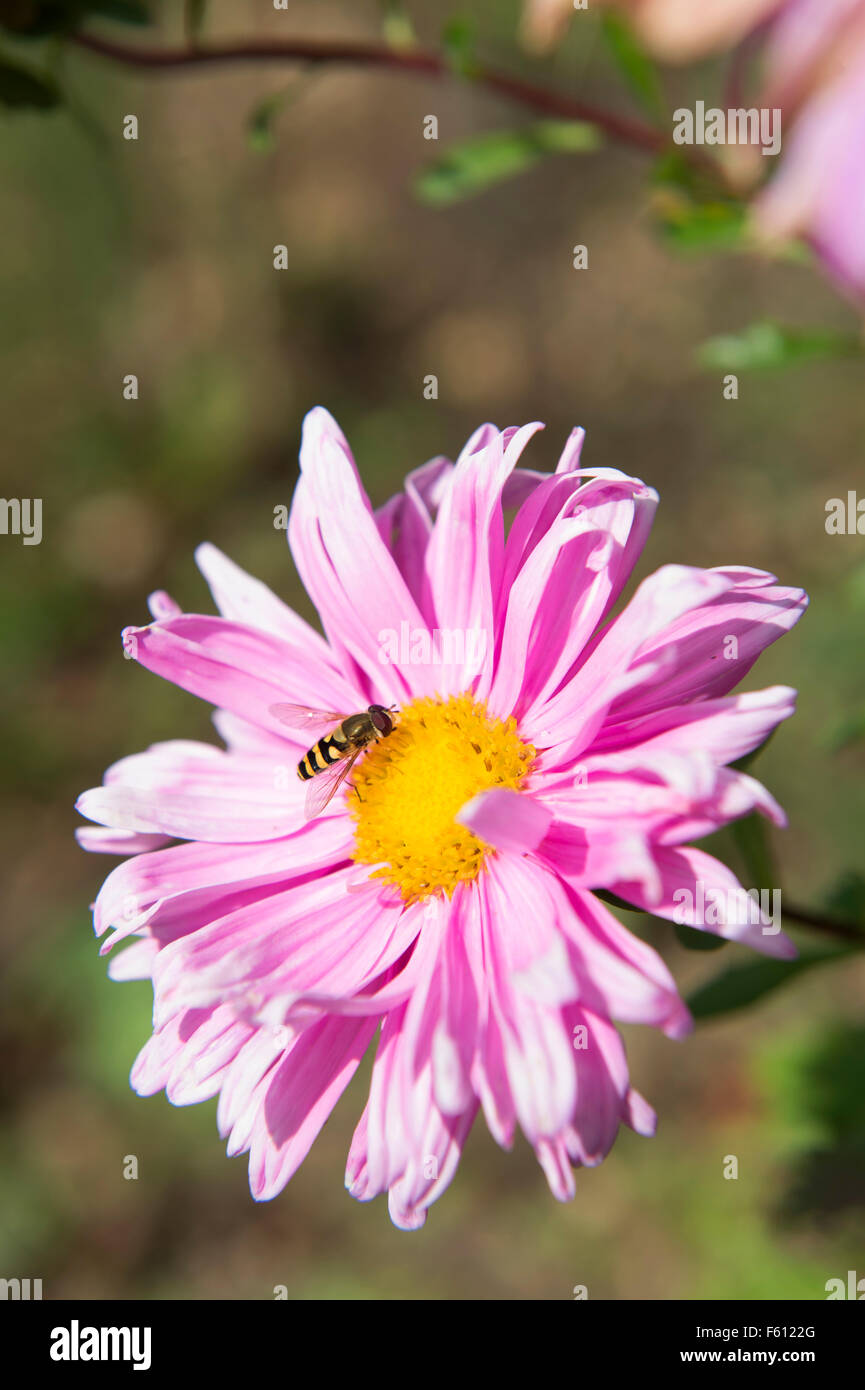 Ein Sand-Wespe auf eine Zinnia Blume UK Stockfoto