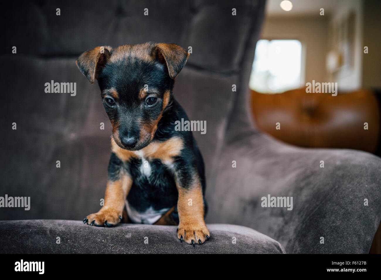 Jack Russell Terrier Welpen auf einem Stuhl sitzend Stockfoto