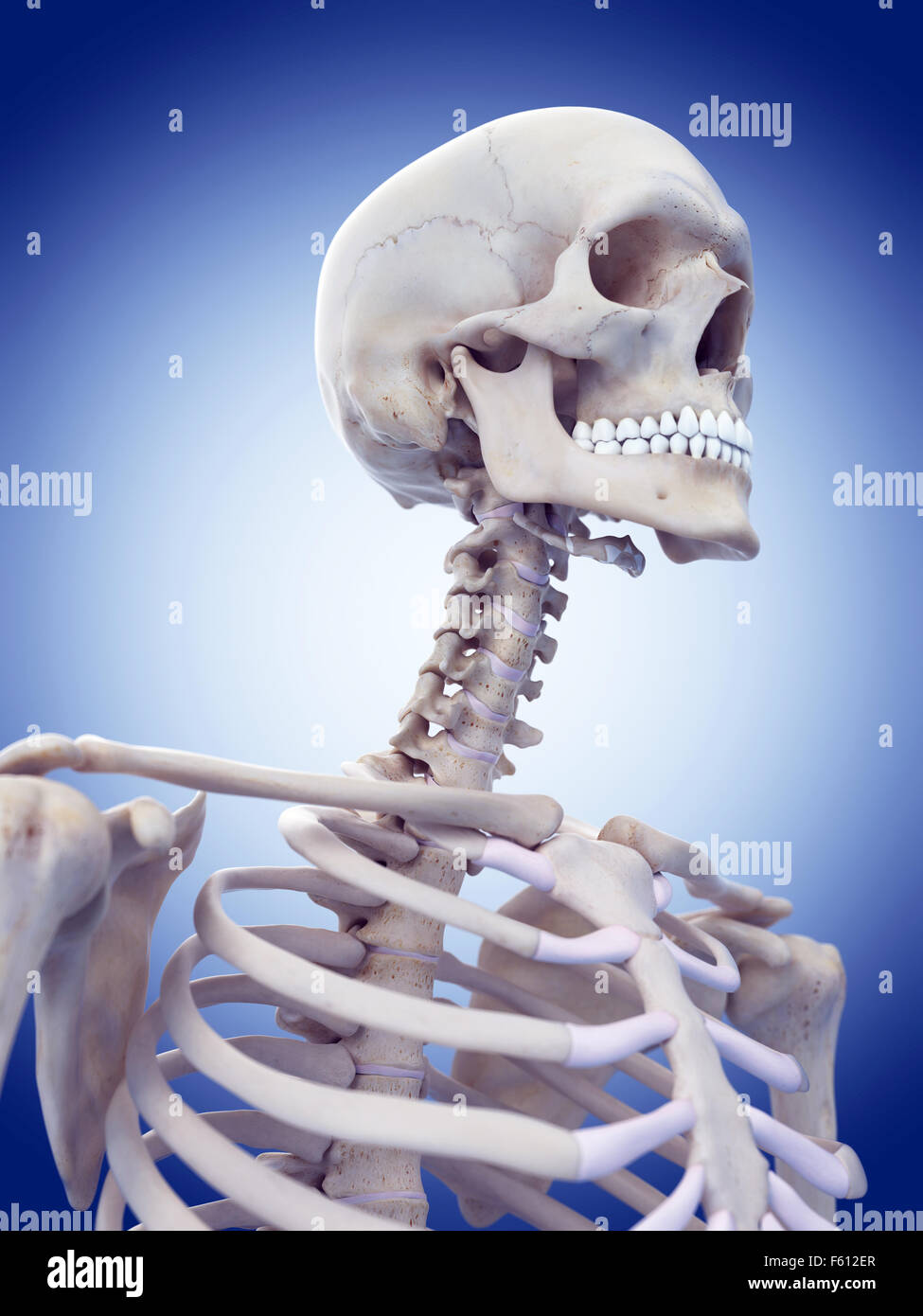 medizinisch genaue Abbildung des Schädels und des Halses Stockfoto