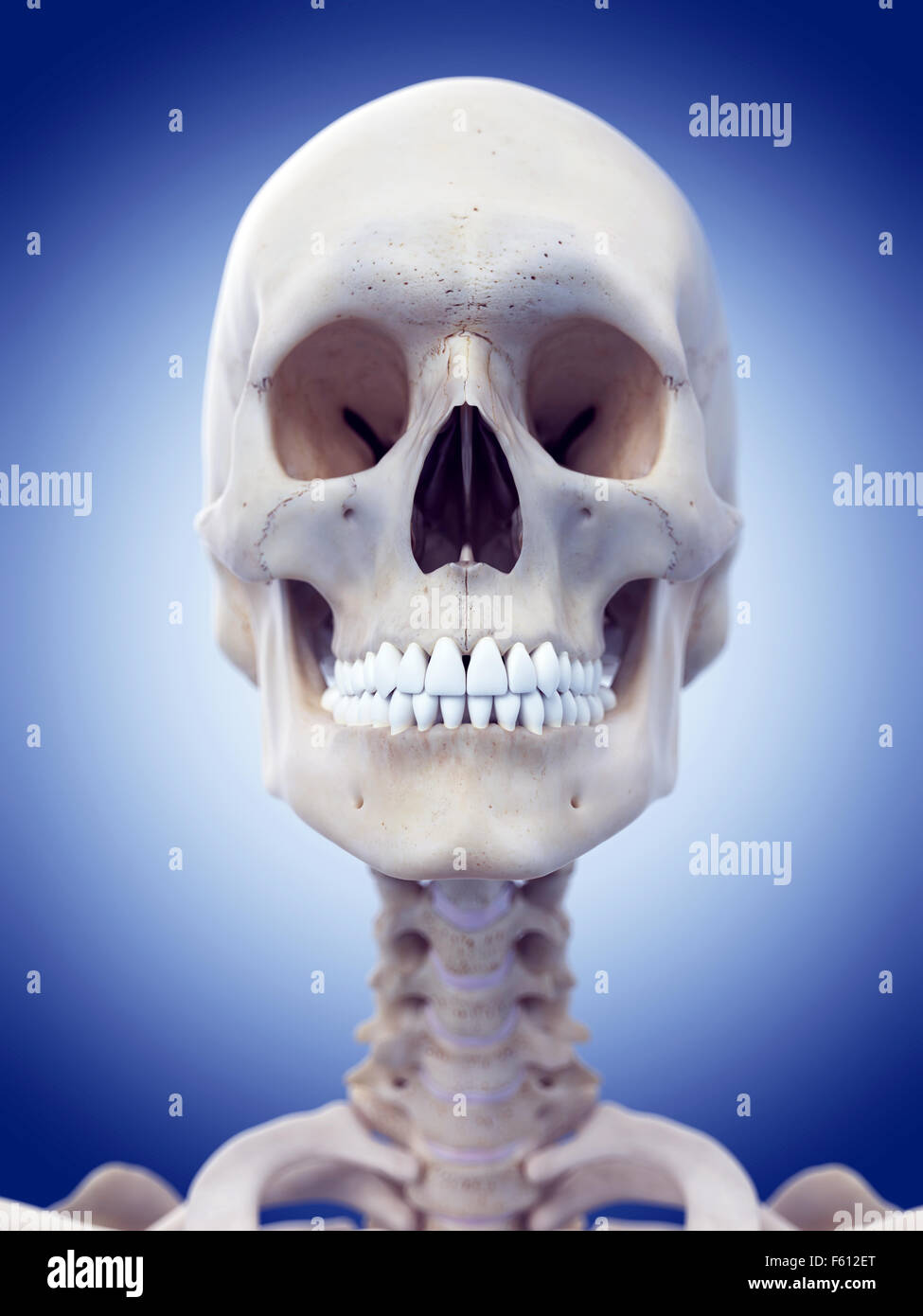 medizinisch genaue Abbildung des Schädels und des Halses Stockfoto