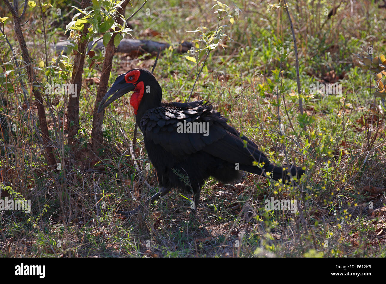 Südliche Hornrabe (Bucorvus Leadbeateri), Krüger Nationalpark, Südafrika Stockfoto