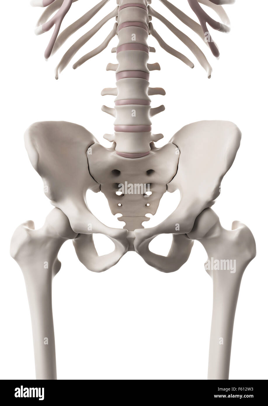 medizinisch genaue Abbildung des Skelettsystems - hip und untere Wirbelsäule Stockfoto