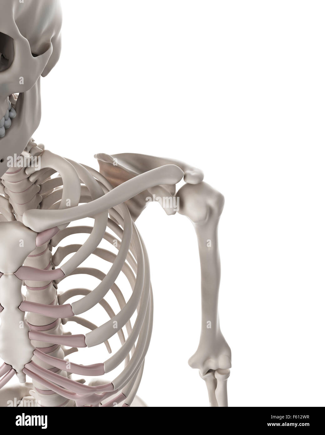 medizinisch genaue Abbildung des Skelettsystems - Schulter Stockfoto
