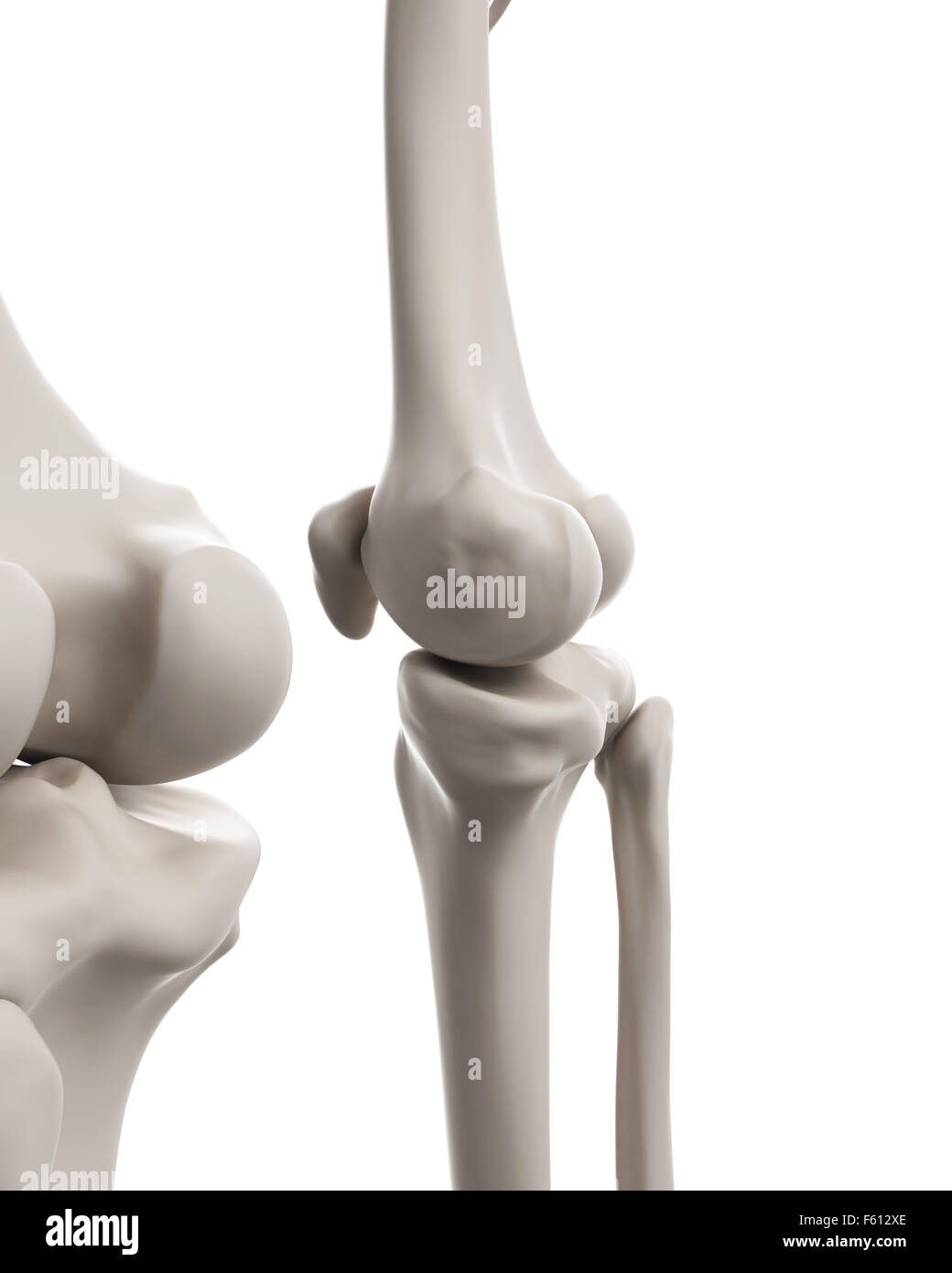 medizinisch genaue Abbildung des Skelettsystems - Knie Stockfoto