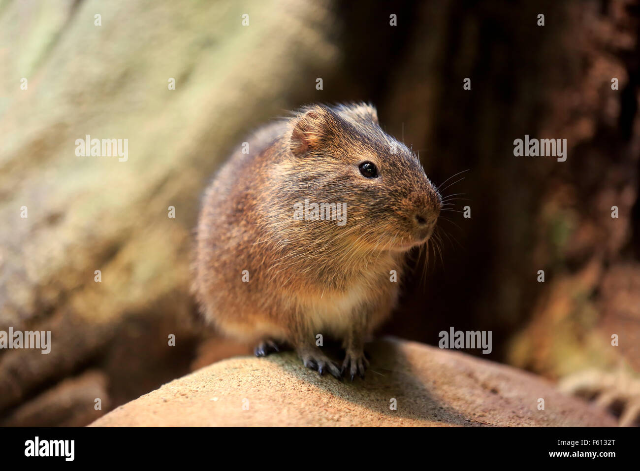 Größere Meerschweinchen (Cavia Magna), Erwachsene, gefunden in Südamerika, gefangen Stockfoto
