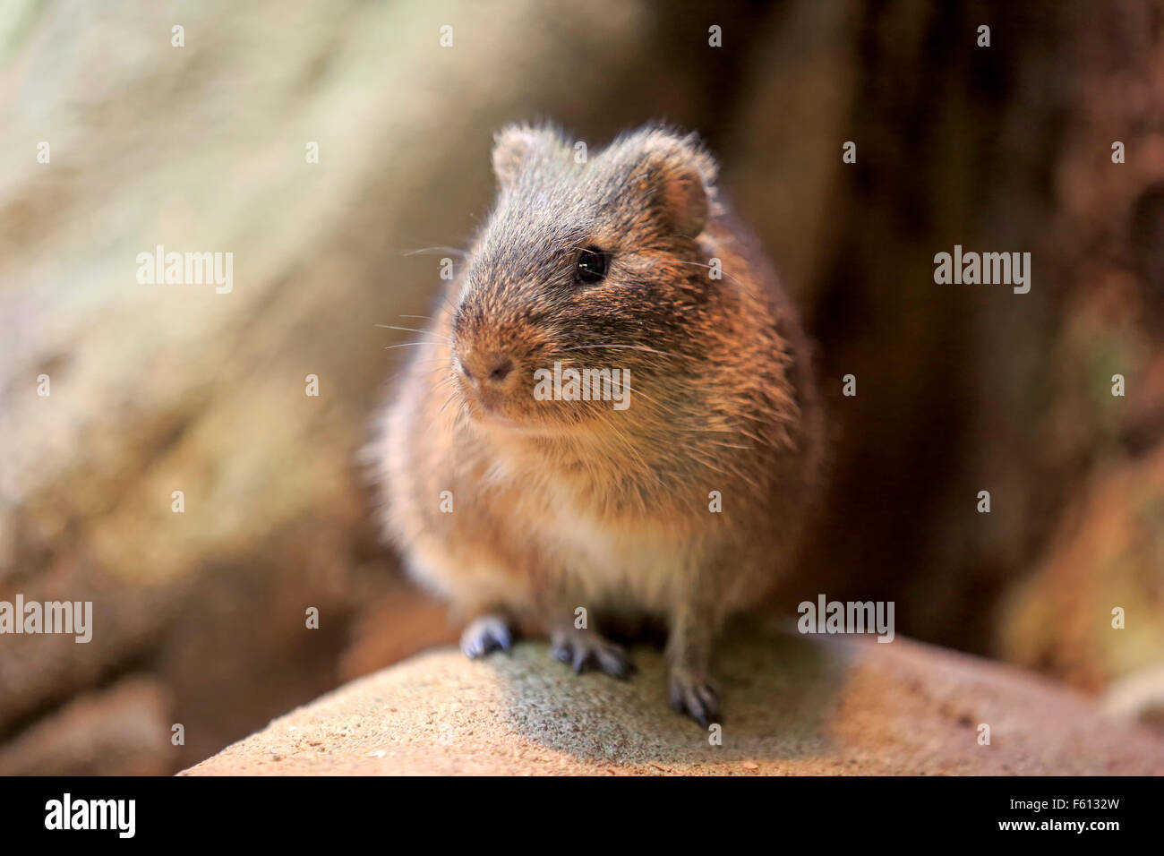 Größere Meerschweinchen (Cavia Magna), Erwachsene, gefunden in Südamerika, gefangen Stockfoto