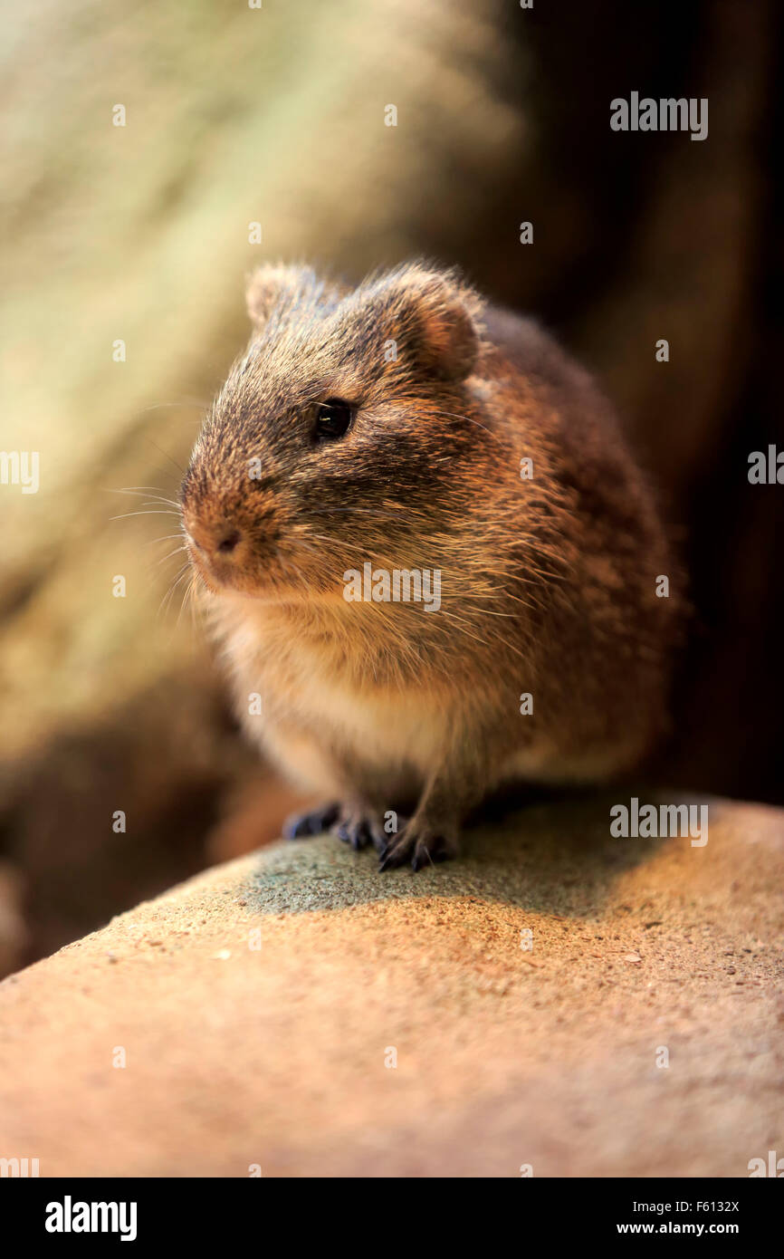 Größere Meerschweinchen (Cavia Magna), Erwachsene, gefunden in Südamerika, gefangen Stockfoto