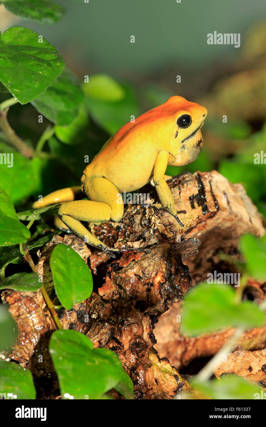 Schwarz-legged vergiften Frosch, zweifarbige Dart Frosch oder Neari (Phyllobates bicolor) mit Kehle Beutel, Erwachsene, Warnung Stockfoto