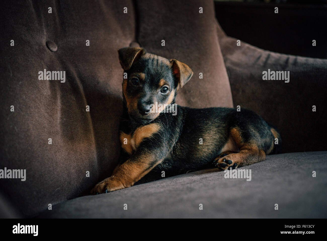 Jack Russell Terrier Welpe liegend auf einem Stuhl Stockfoto