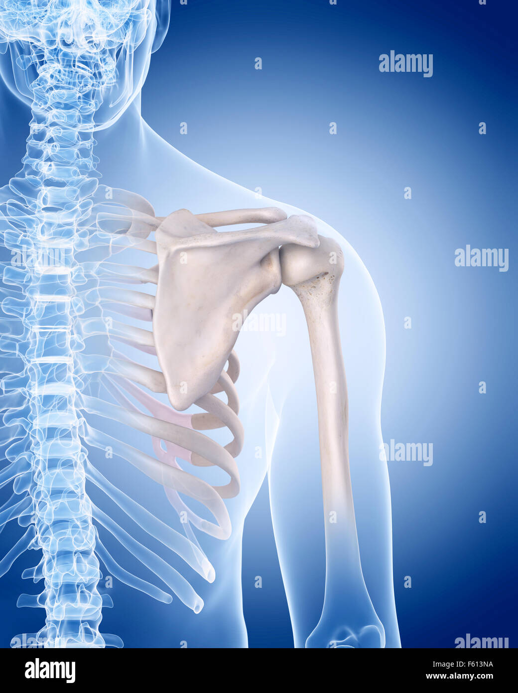 medizinisch genaue Abbildung des menschlichen Skeletts - Schulter Stockfoto