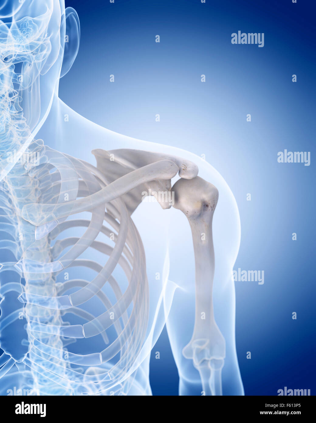 medizinisch genaue Abbildung des menschlichen Skeletts - Schulter Stockfoto