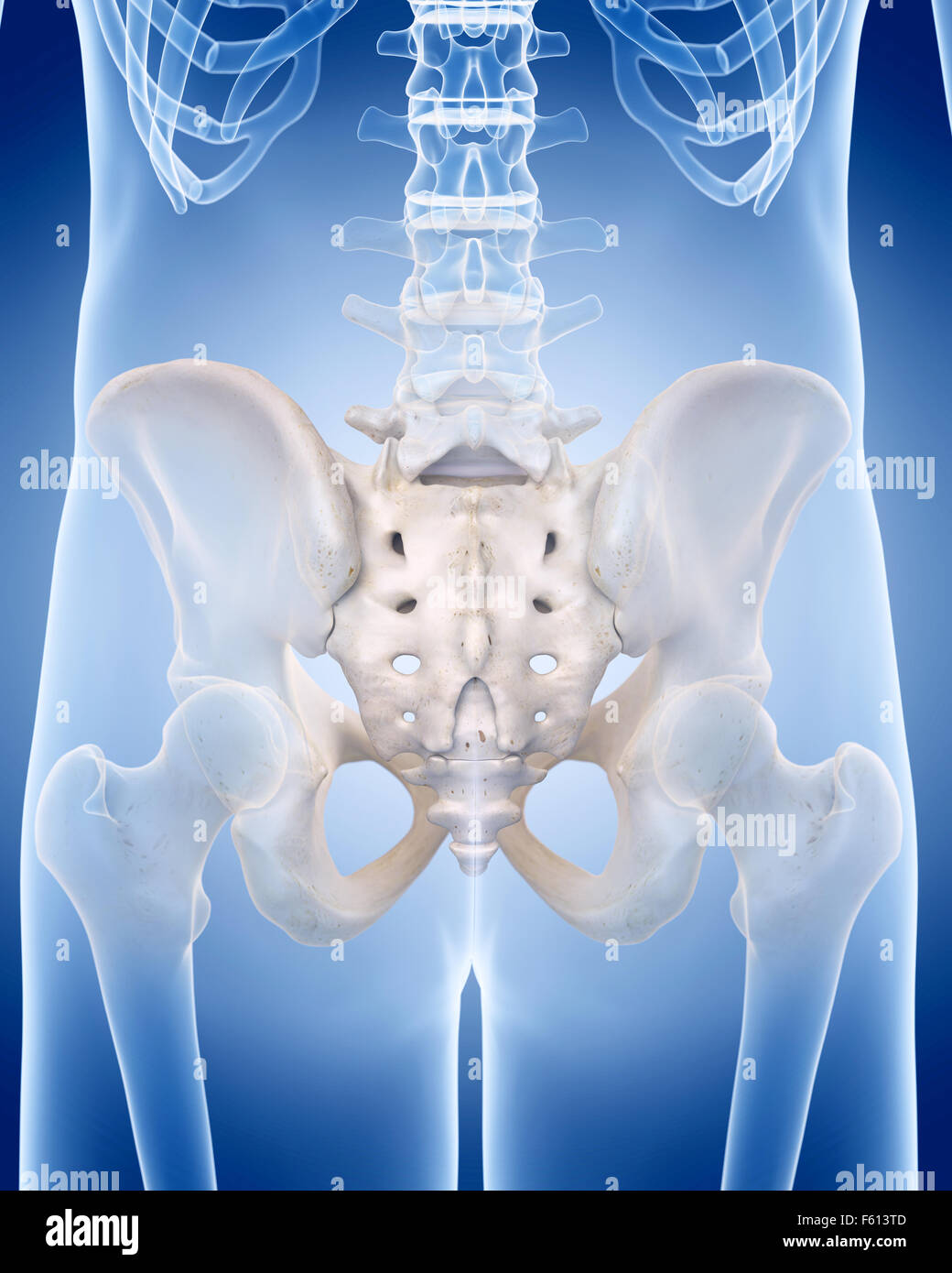 medizinisch genaue Abbildung des menschlichen Skeletts - das Kreuzbein Stockfoto