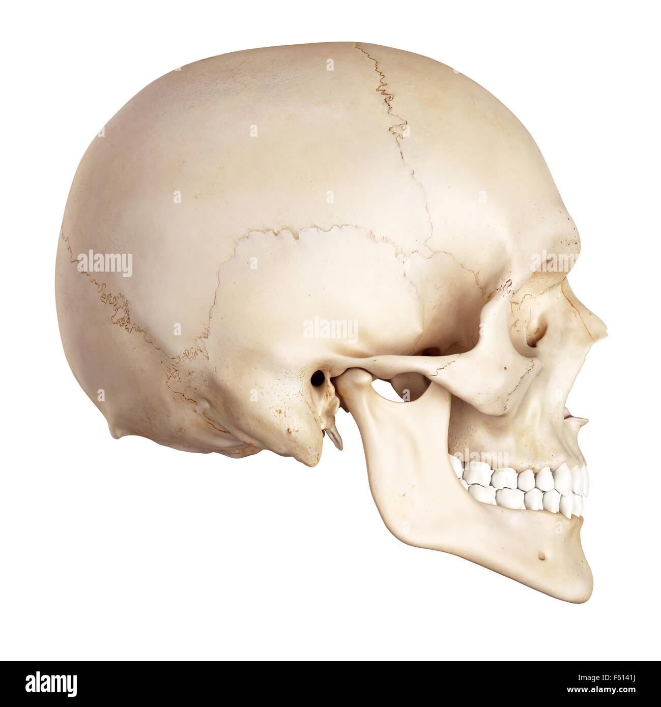 medizinische genaue Abbildung des menschlichen Schädels Stockfoto