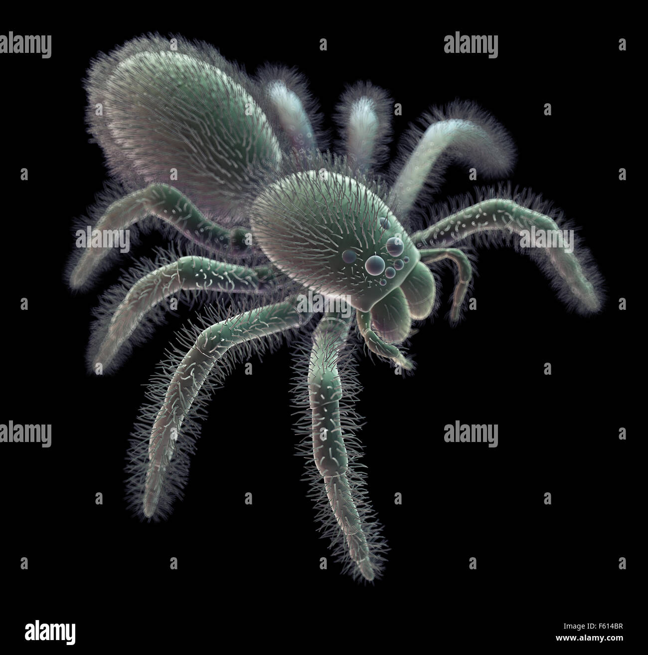 SEM Stil Abbildung einer Spinne Stockfoto