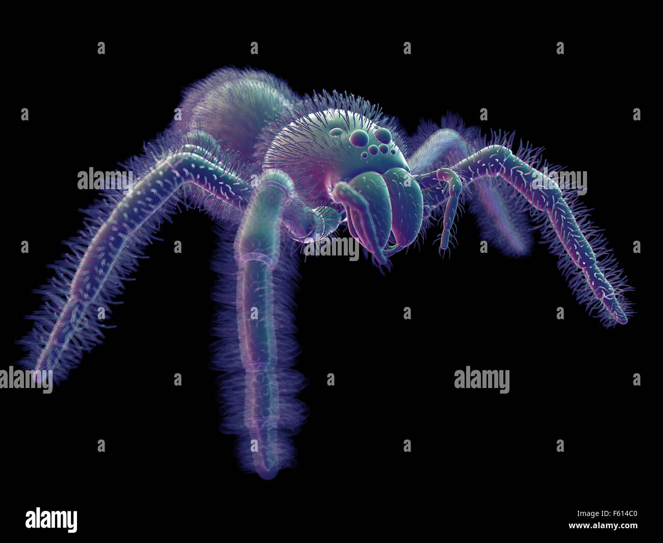 SEM Stil Abbildung einer Spinne Stockfoto