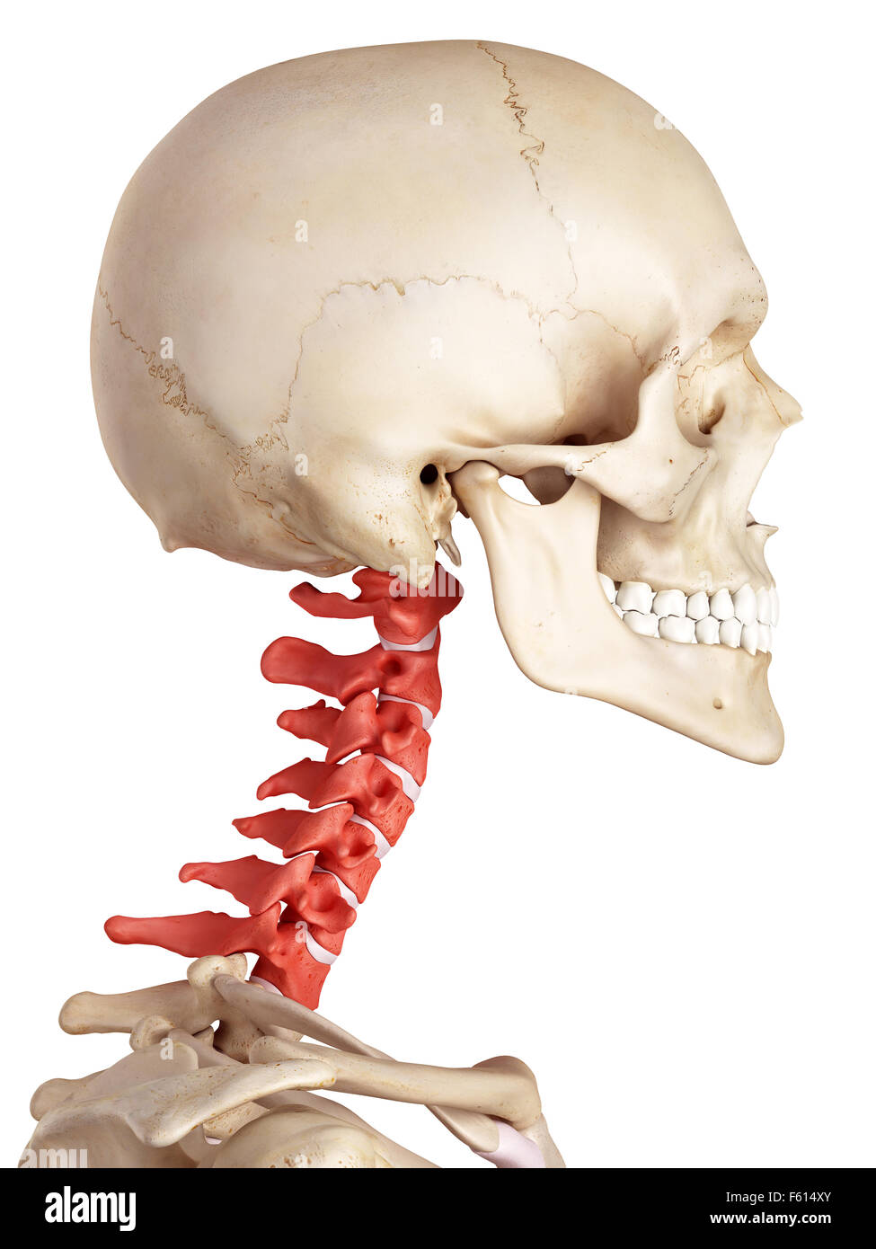 Cervical Vertebrae Stockfotos And Cervical Vertebrae Bilder Alamy 9295