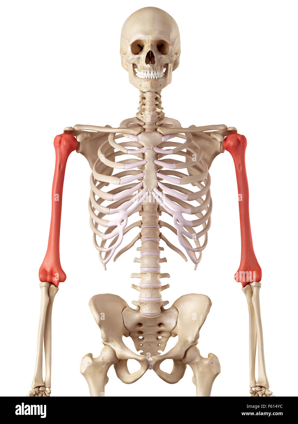 medizinische genaue Abbildung des Humerus Knochens Stockfoto