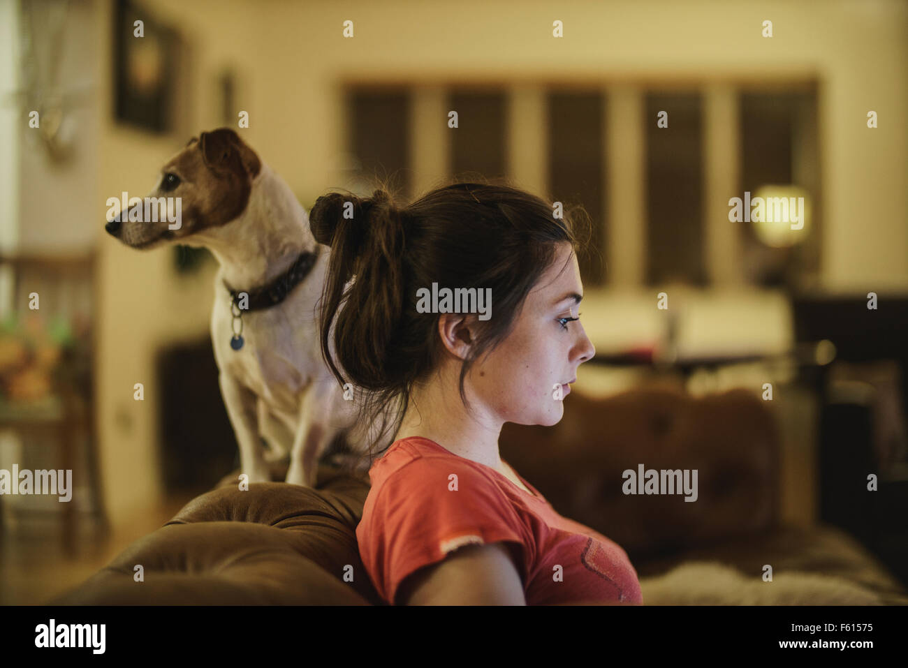 Jack Russell Terrier mit einer jungen Frau vor ihm auf dem Rücken eines Sofas sitzen Stockfoto
