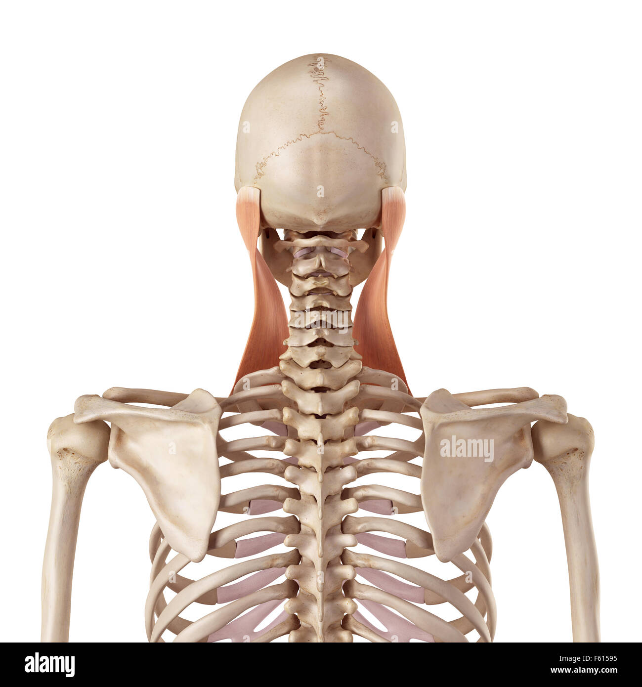 medizinische genaue Darstellung der sternocleidomastoideus Stockfoto