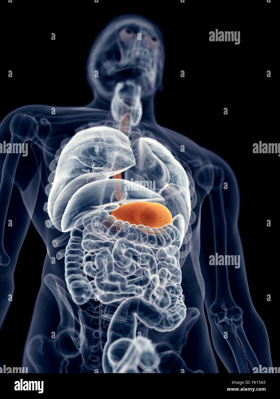 medizinisch genaue Abbildung des Magens Stockfoto