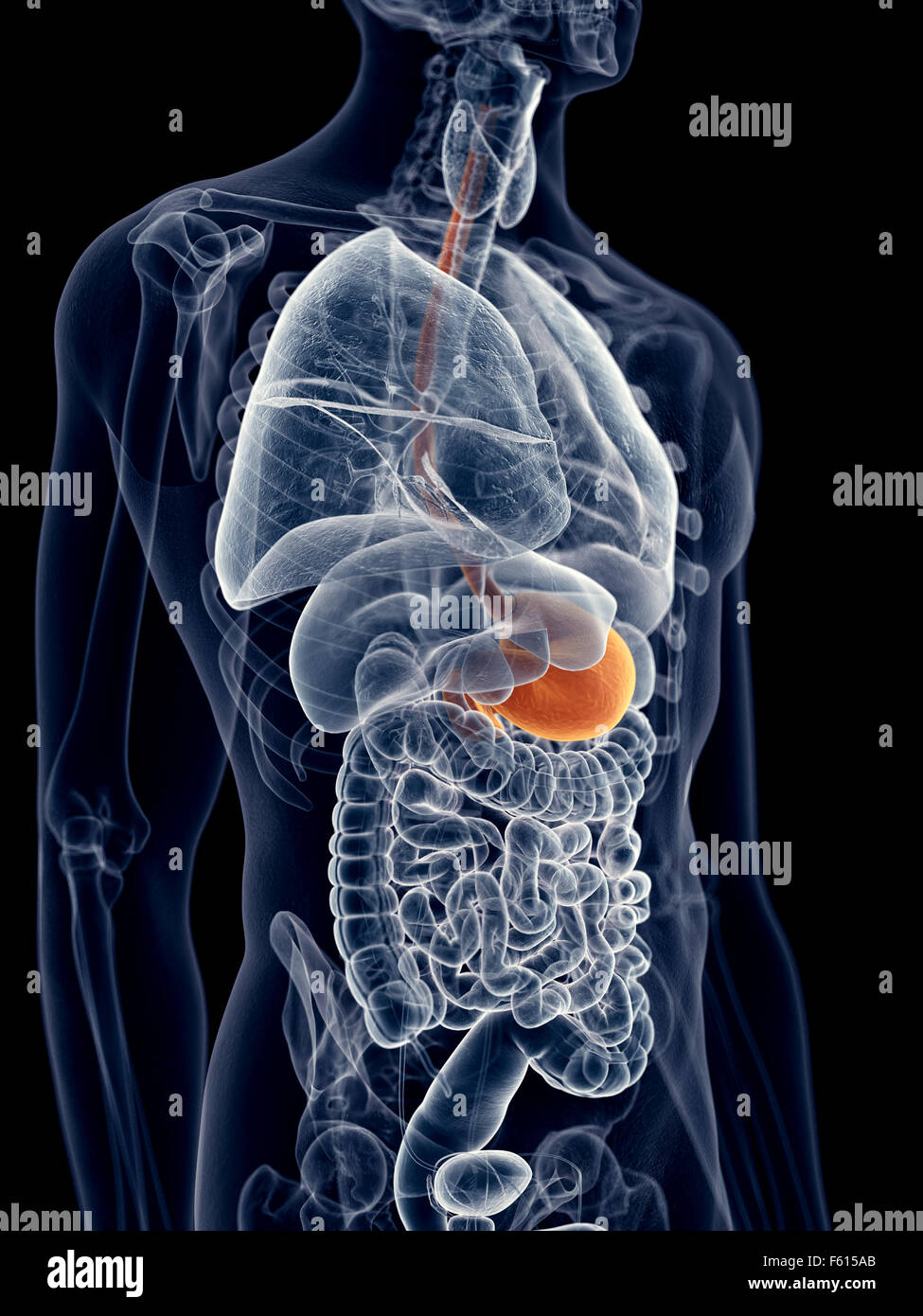 medizinisch genaue Abbildung des Magens Stockfoto