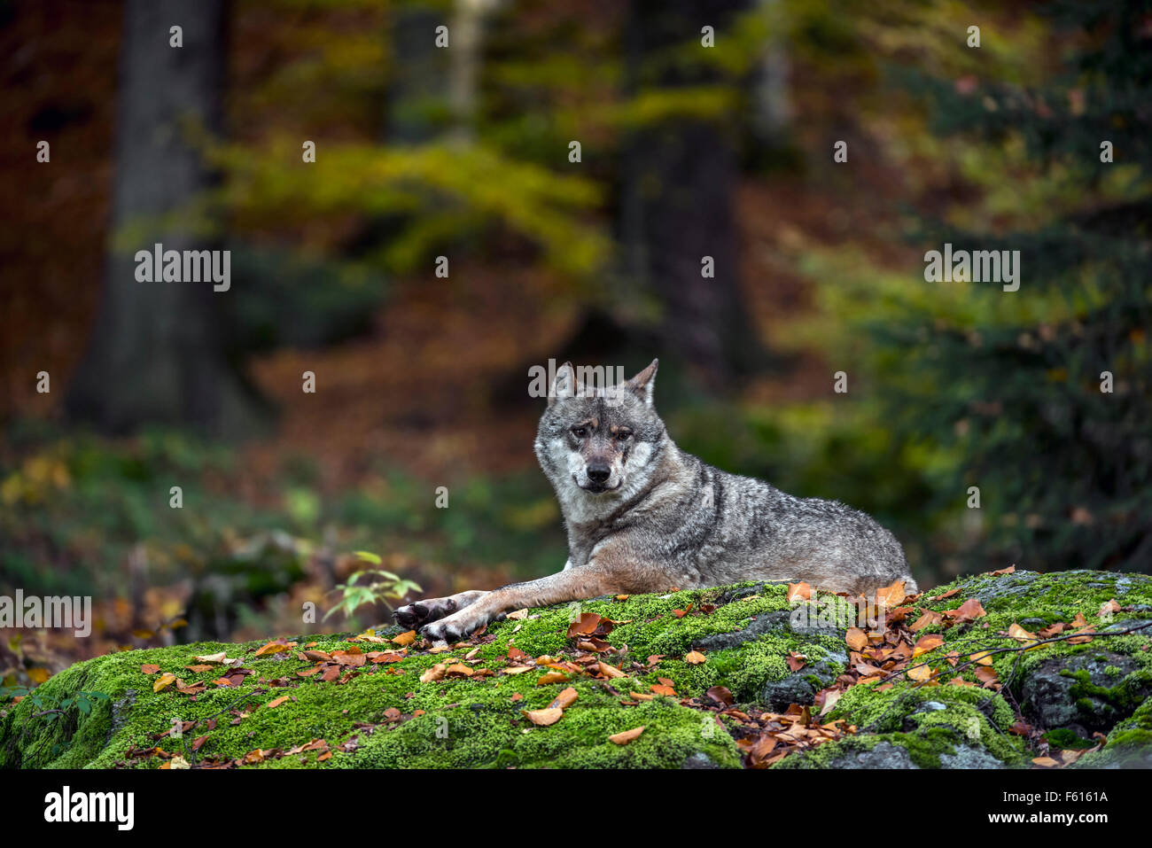 Europäische graue Wolf (Canis Lupus) ruht auf Felsen im Wald Stockfoto