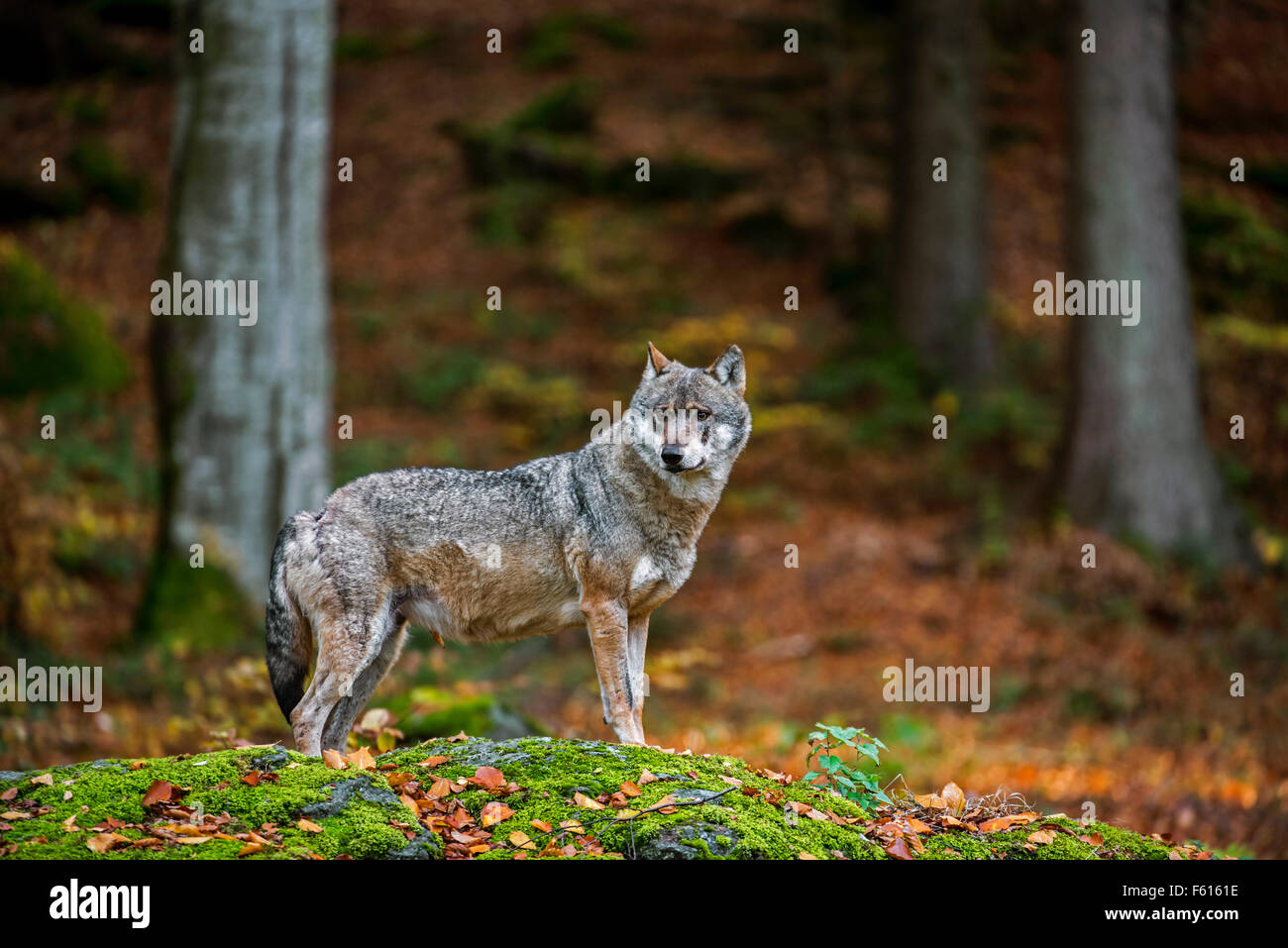 Europäische graue Wolf (Canis Lupus) im herbstlichen Wald Stockfoto