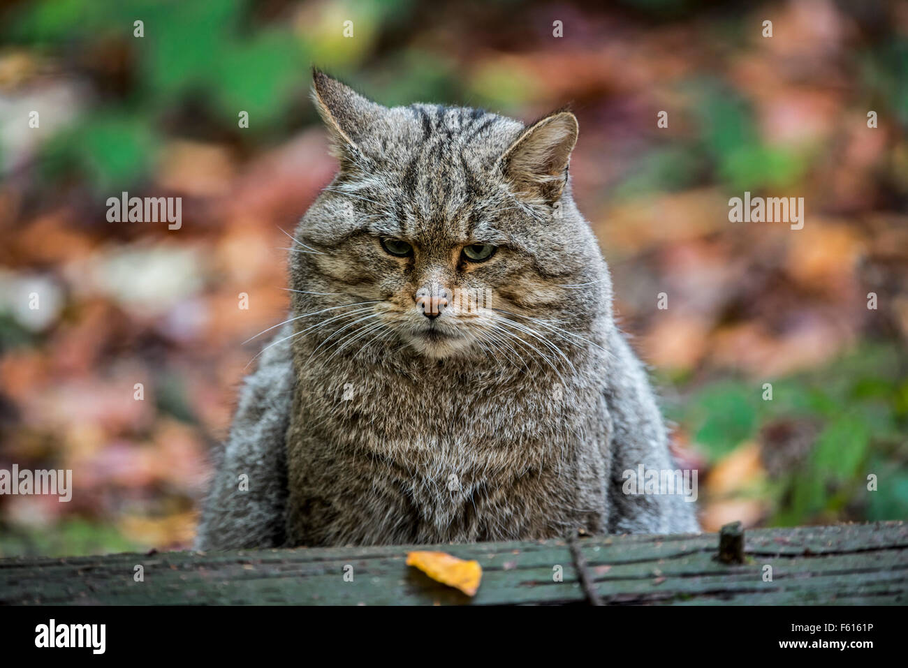 Nahaufnahme der Europäischen Wildkatze (Felis Silvestris Silvestris) sitzen im Wald Stockfoto