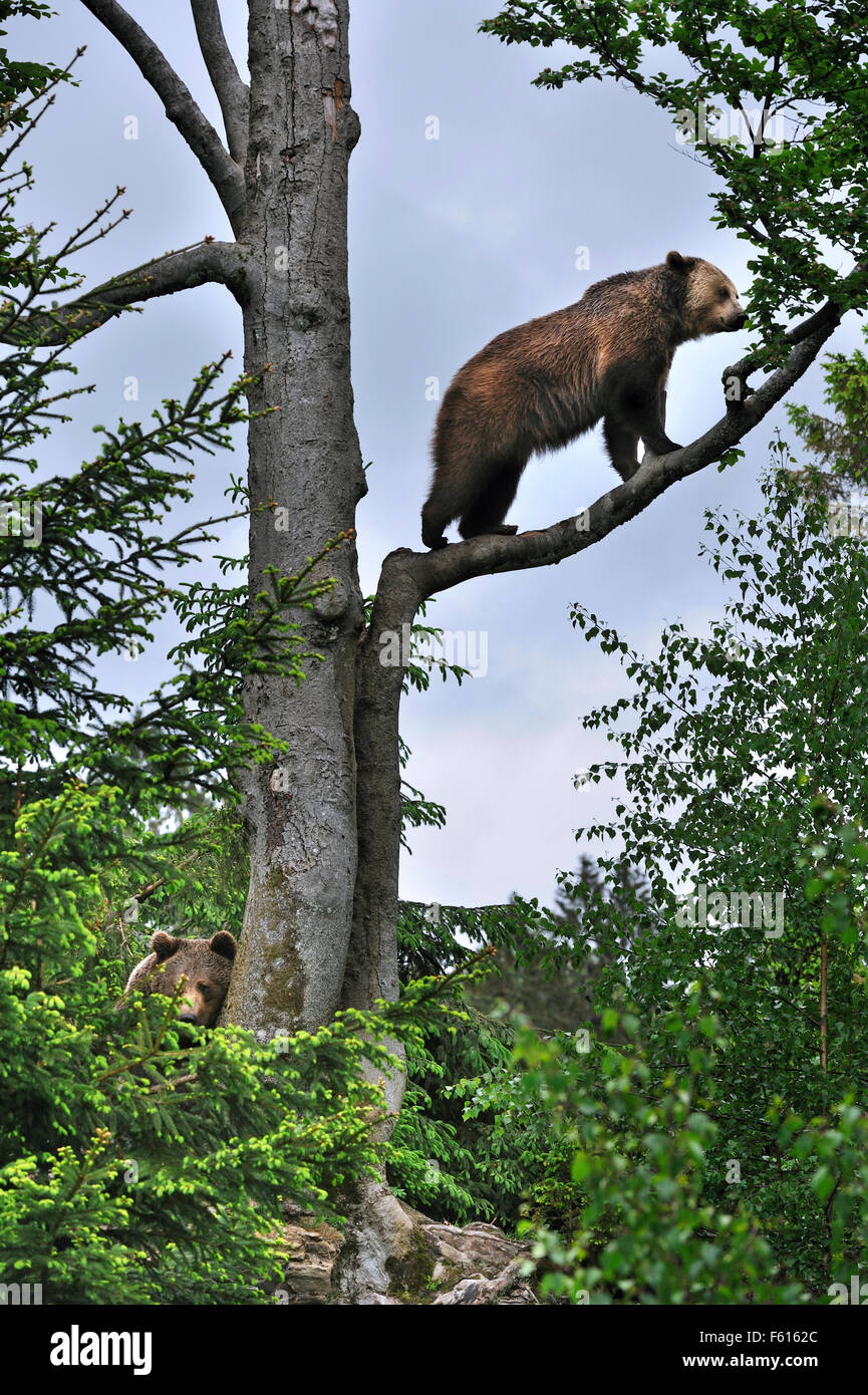 Männliche Braunbären (Ursus Arctos Arctos) und weibliche Kletterbaum im Wald Stockfoto