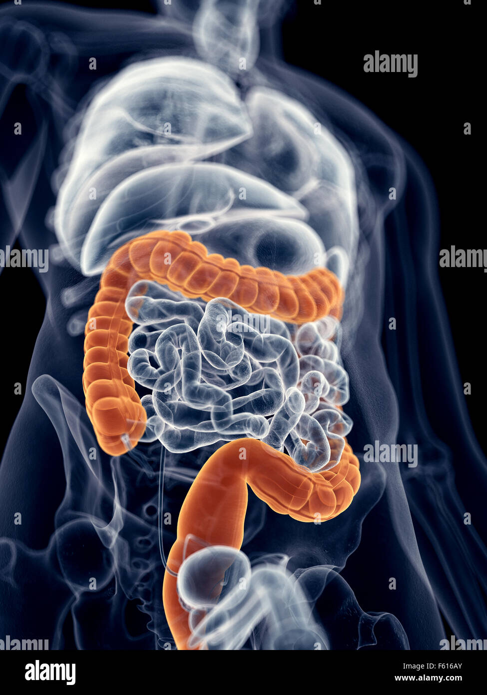 medizinisch genaue Abbildung des Dickdarms Stockfoto