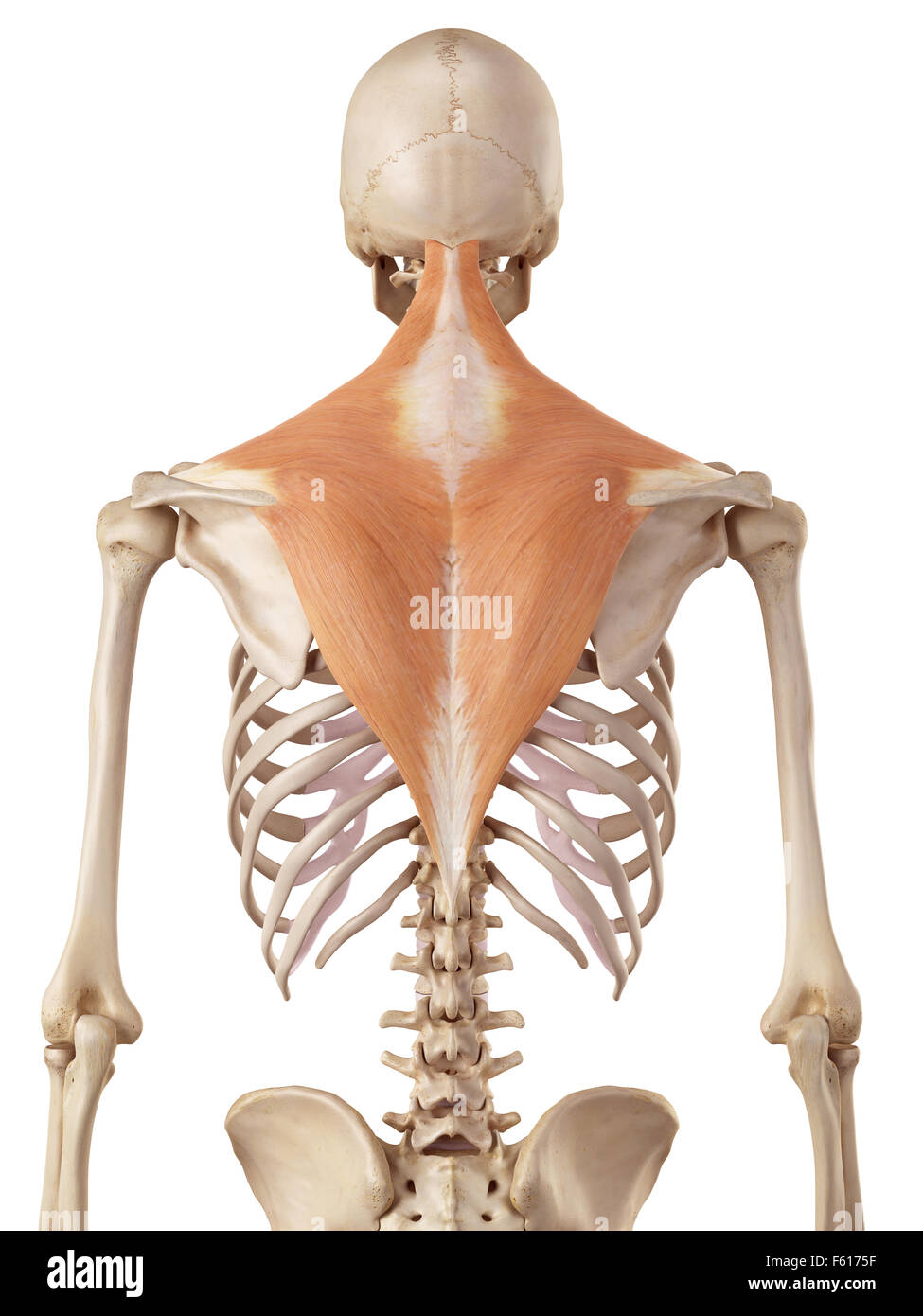 Illustration trapezius muscle anatomy -Fotos und -Bildmaterial in hoher ...