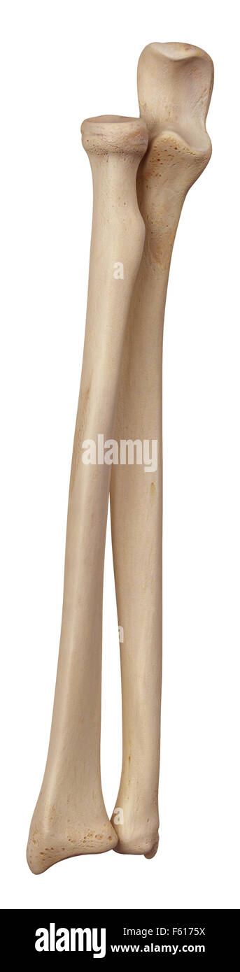 medizinisch genaue Abbildung der untere Arm Knochen Stockfoto