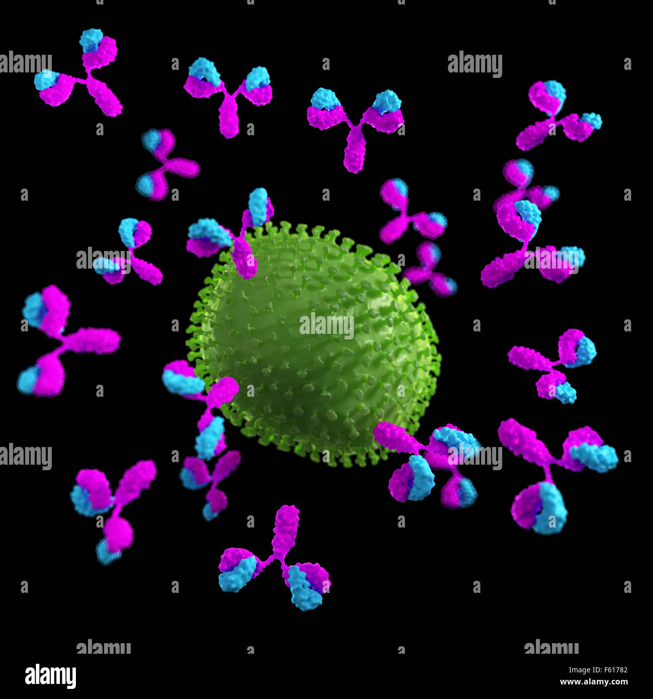 medizinisch genaue Abbildung von einem Virus angegriffen durch Antikörper Stockfoto