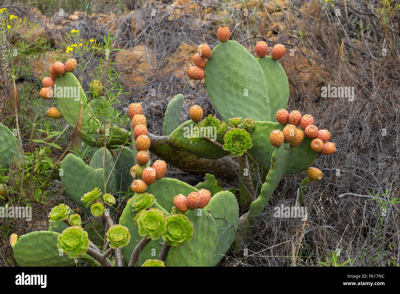 Opuntia Ficus Indica, Kaktusfeige, Kaktus, Obstbau, in einer ländlichen Gegend von Teneriffa, Kanarische Inseln, Spanien. Stockfoto