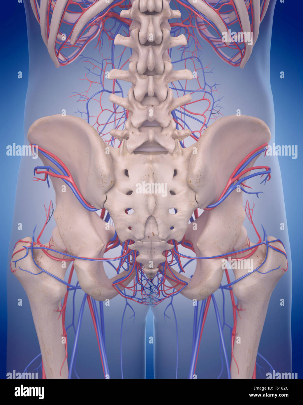 medizinisch genaue Abbildung des Herz-Kreislauf-Systems - hinteren Hüfte Stockfoto