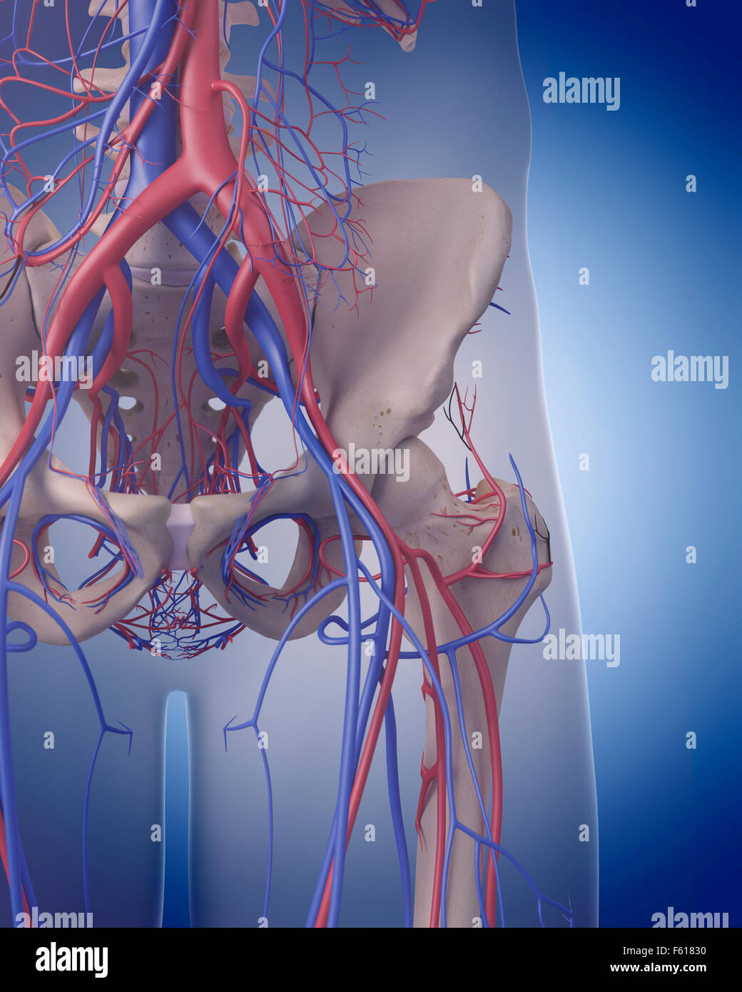 medizinisch genaue Abbildung des Herz-Kreislauf-Systems - hip Stockfoto