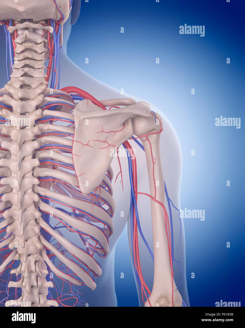 medizinisch genaue Abbildung des Herz-Kreislauf-Systems - Schulter Stockfoto