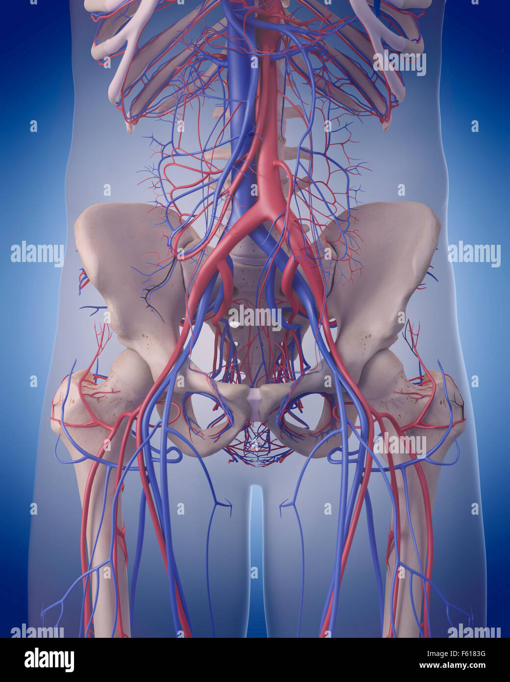 medizinisch genaue Abbildung des Herz-Kreislauf-Systems - Bauch Stockfoto