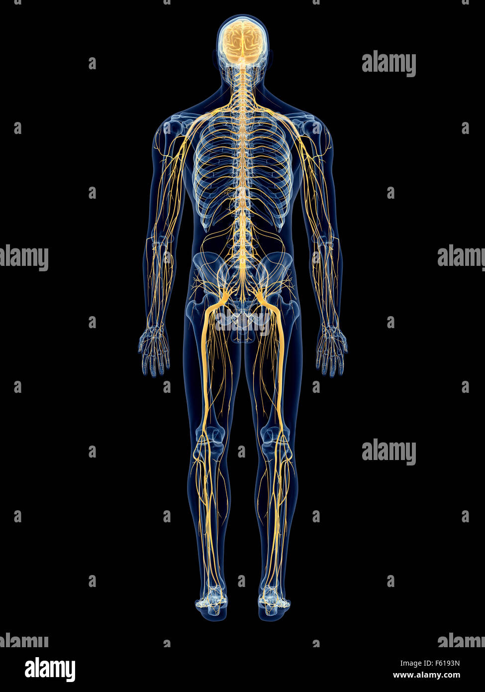 medizinisch genaue Abbildung des Nervensystems Stockfoto