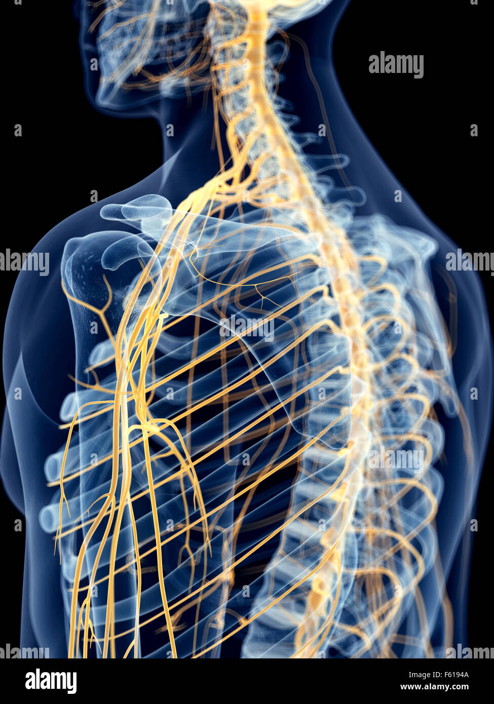 medizinisch genaue Abbildung der Schulter Nerven Stockfoto